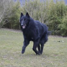 qato15-running-l.jpg