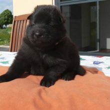 Fräulein Rosa 
