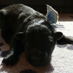 Mr. Blue