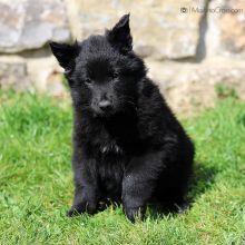 Mme. Jaune sieben Wochen alt: 5010g