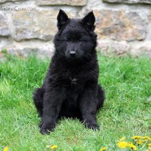 Mme. Jaune acht Wochen alt: 5900g