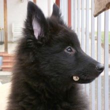 201103_quino05.jpg