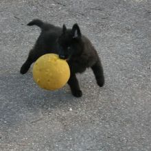 20110205_cody_02.JPG