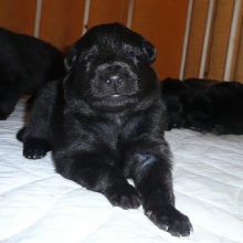 awurf_gelber_2004.jpg