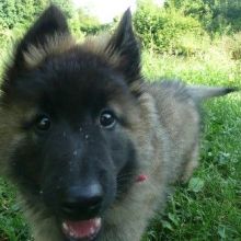 awurf_0609_lupo.jpg
