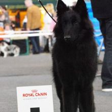 awurf_200811_ayla_vv1.jpg