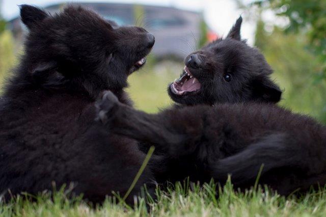 fighting_puppies